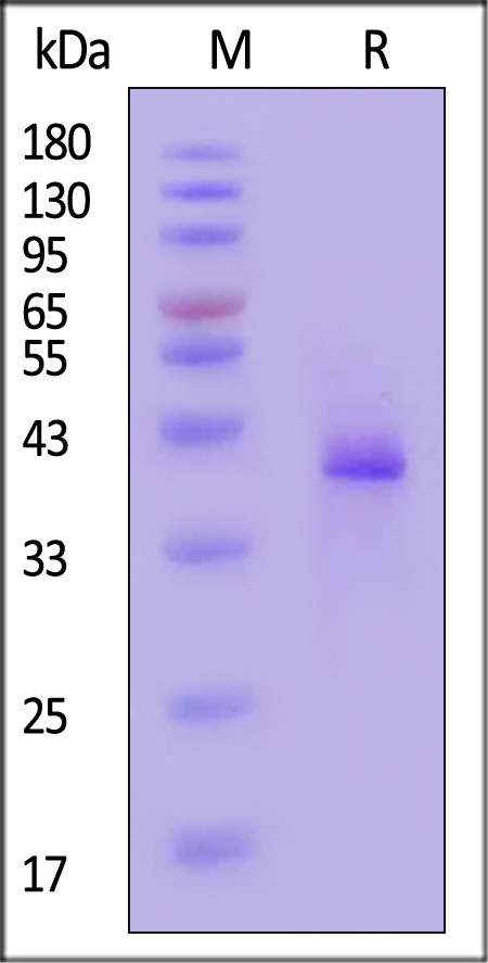 LY6G6D SDS-PAGE