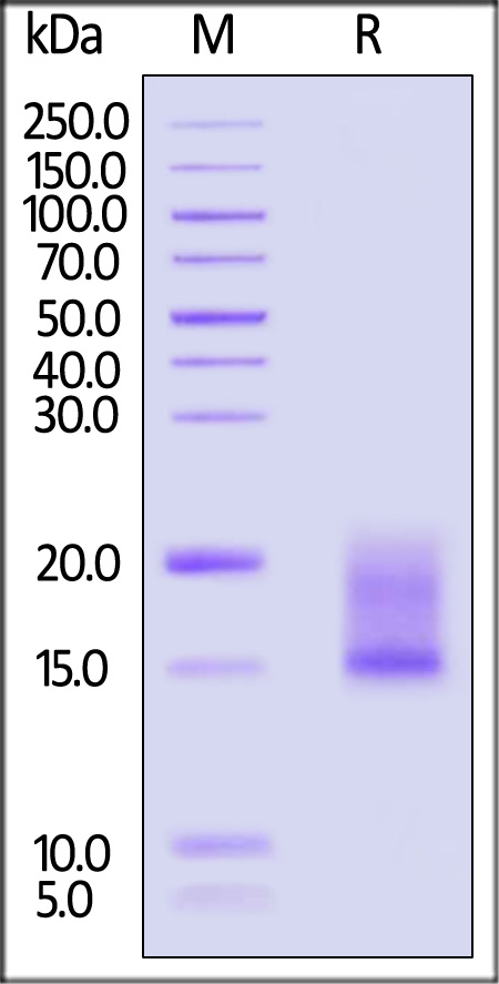 LY6G6D SDS-PAGE