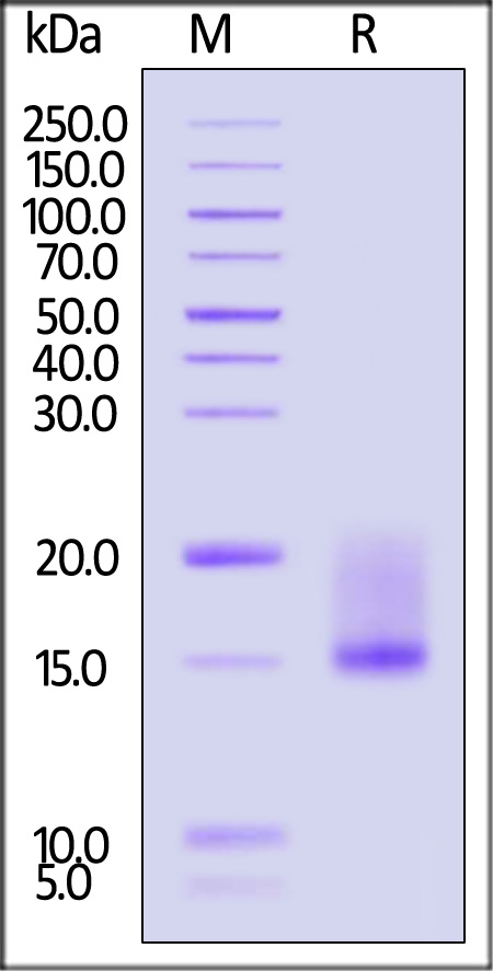 LY6G6D SDS-PAGE