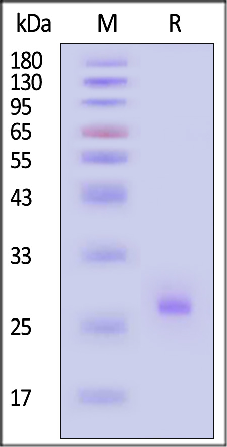 Matriptase SDS-PAGE