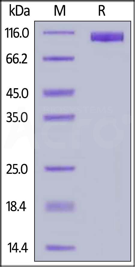 MAG-H5254-sds