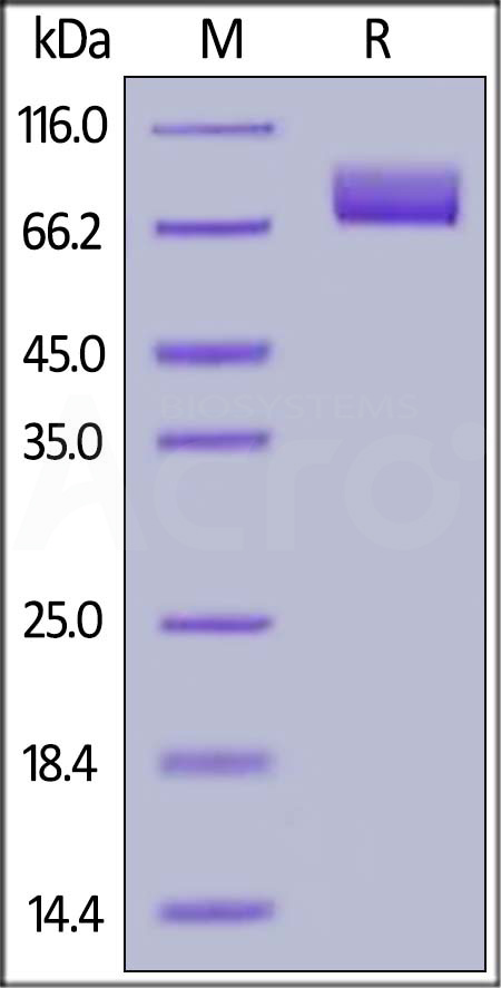 Human MAG, His Tag (Cat. No. MAG-H52H8) SDS-PAGE gel