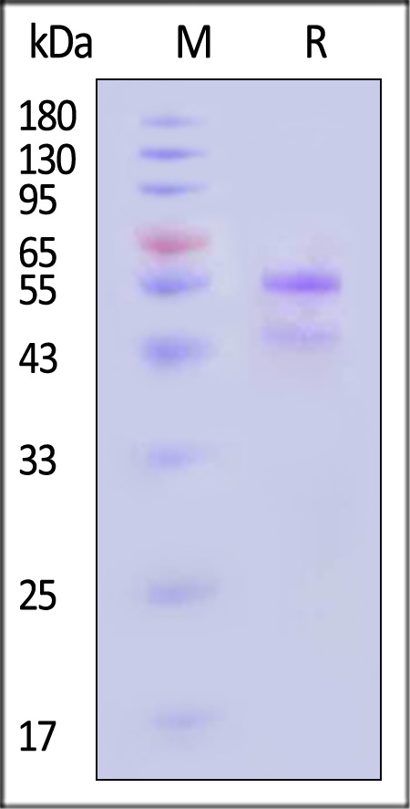 MMP-10 SDS-PAGE