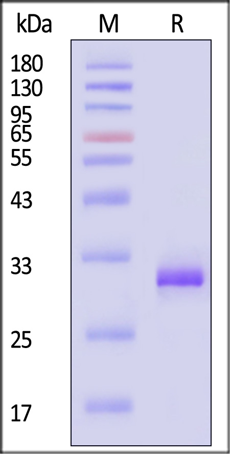 MMP-7 SDS-PAGE