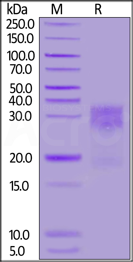 Human MUC-17, His Tag (Cat. No. MU7-H52H3) SDS-PAGE gel