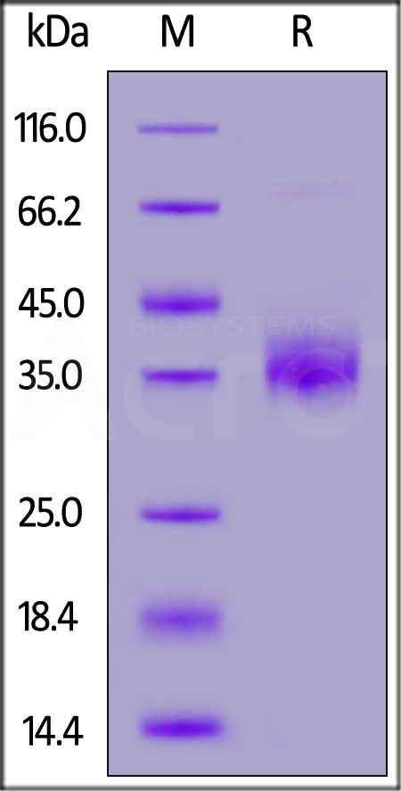 NKp46 SDS-PAGE