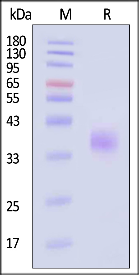 NC1-C82E5-sds