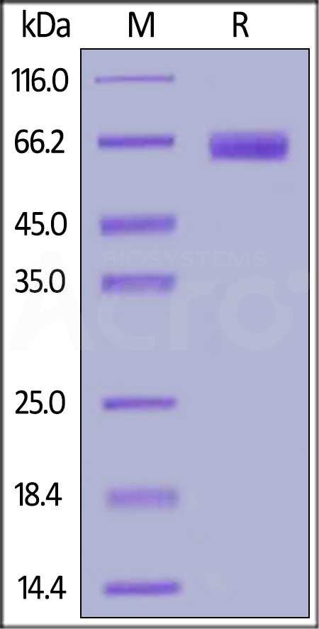 NC1-H5255-sds