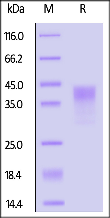 NKp46 SDS-PAGE