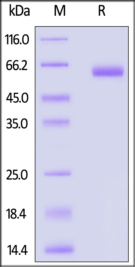 NKp46 SDS-PAGE