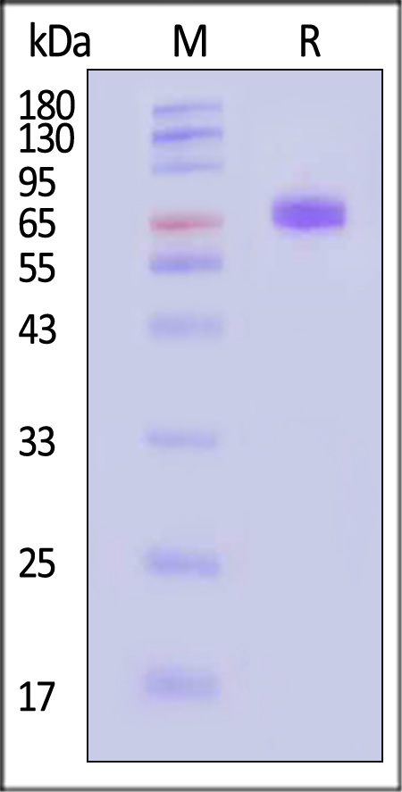 NKp46 SDS-PAGE