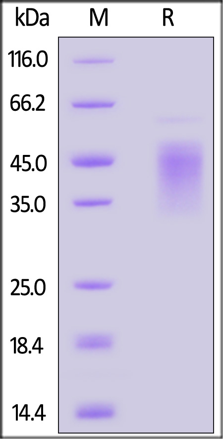 NC1-M52H7-sds