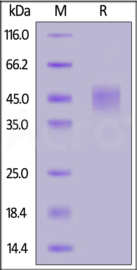 NC1-M82H5-sds