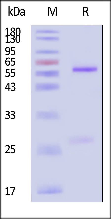 Nipah Post Fusion glycoprotein SDS-PAGE