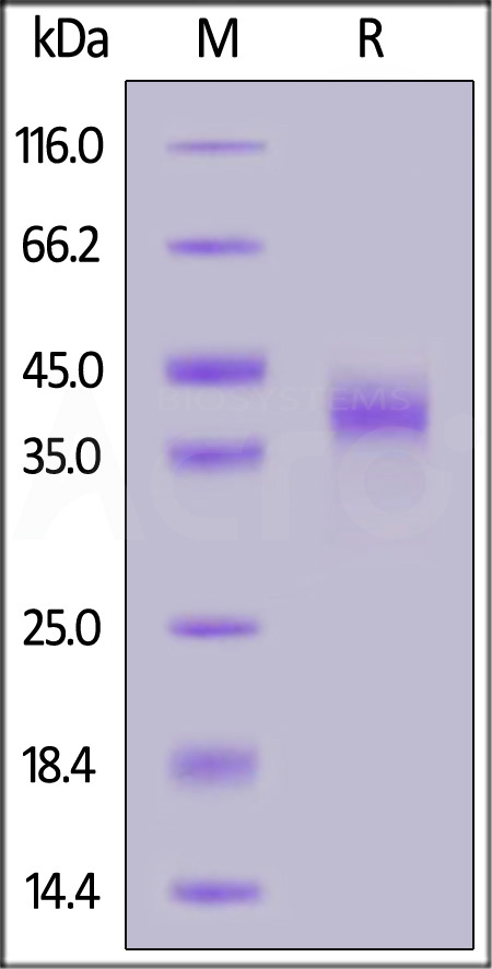 NKp46 SDS-PAGE