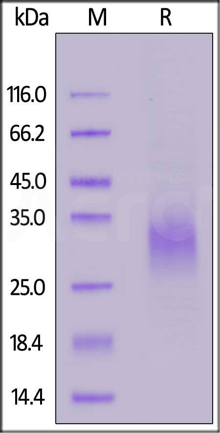 NKA-C5245-sds