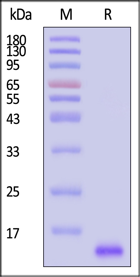 NODAL SDS-PAGE