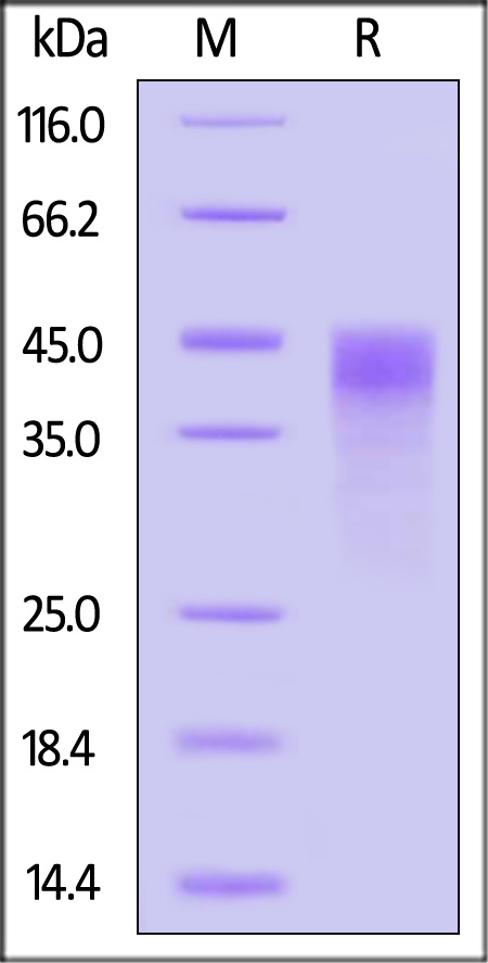 NKp46 SDS-PAGE