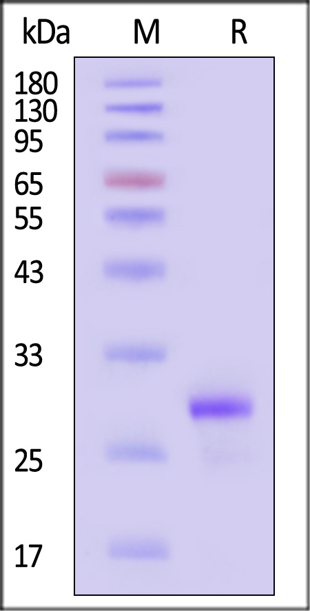 Nr4a1 SDS-PAGE