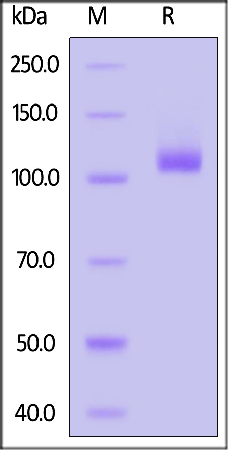 Neuropilin-2 SDS-PAGE