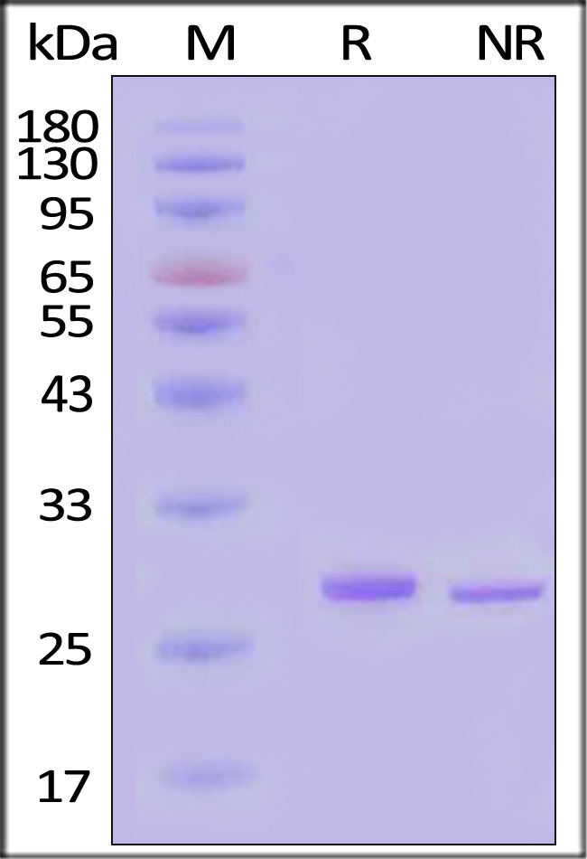 Nuclease SDS-PAGE