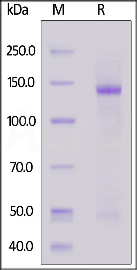 NUL-H5253-sds