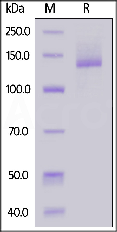 Mouse Nucleolin, Mouse IgG2a Fc Tag (Cat. No. NUL-M5253) SDS-PAGE gel