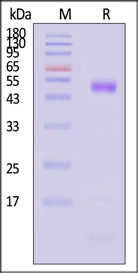 Osteopontin SDS-PAGE