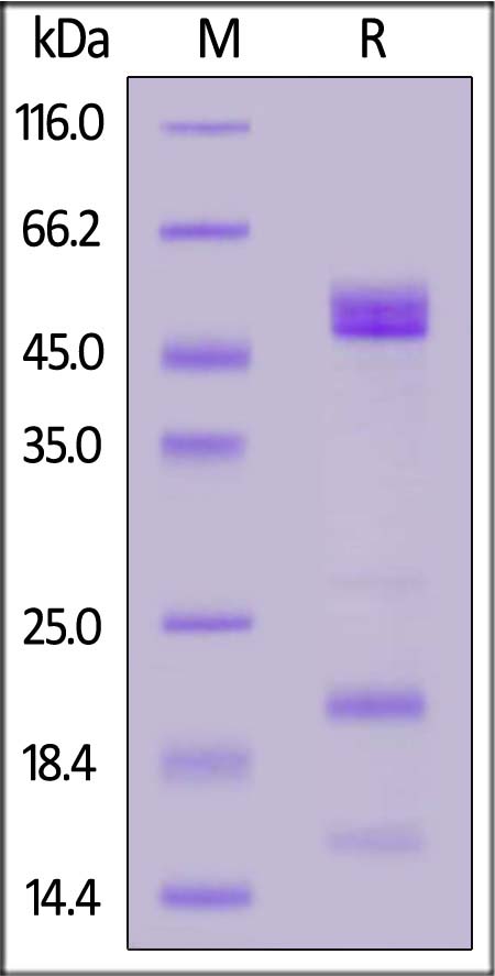 Osteopontin SDS-PAGE