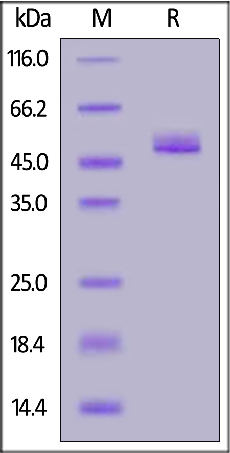 Osteopontin SDS-PAGE