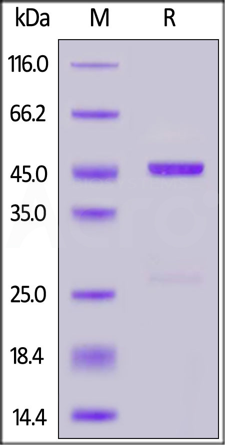 OV6-V51G4-sds