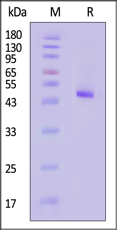 PDE4A SDS-PAGE