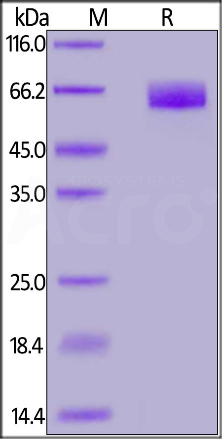 PG1-H5255-sds