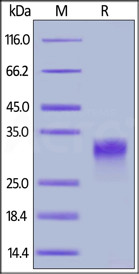 PLGF SDS-PAGE