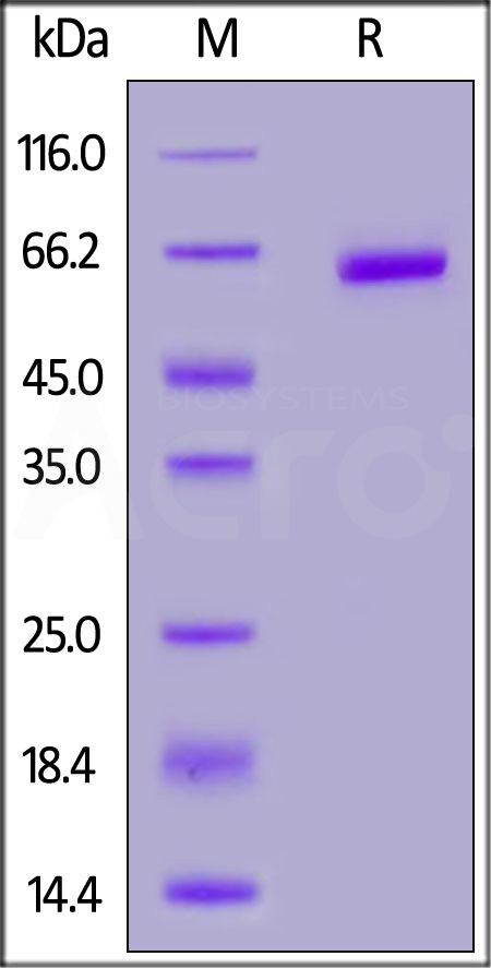 PLGF SDS-PAGE