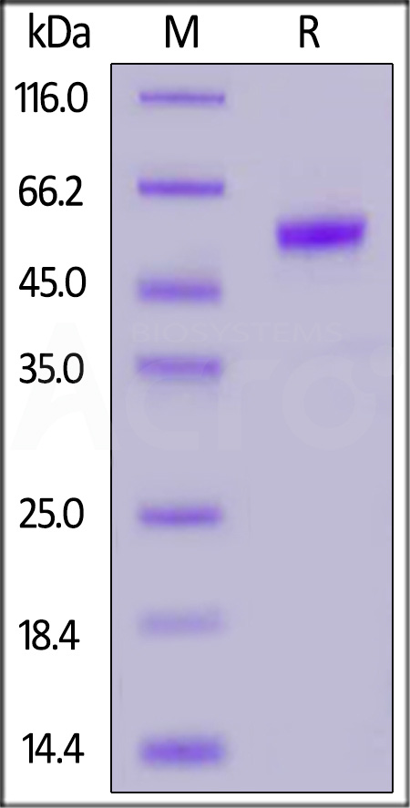 PLGF SDS-PAGE