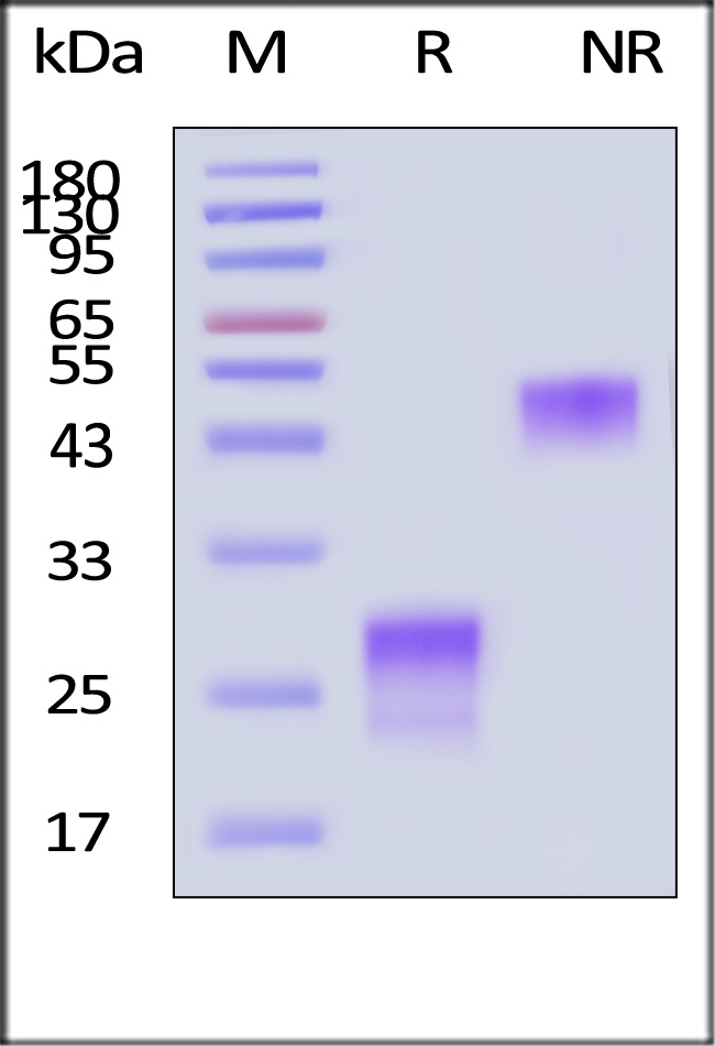 PLGF SDS-PAGE