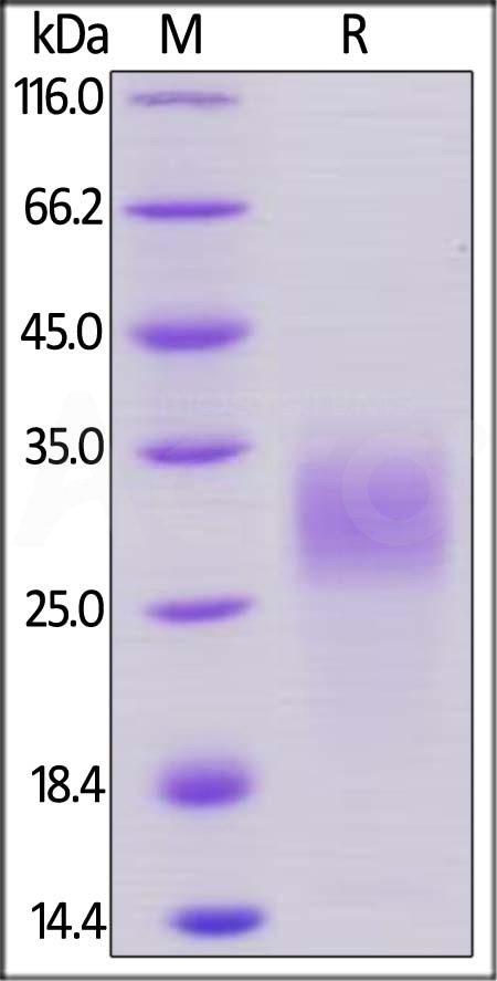 PLGF SDS-PAGE