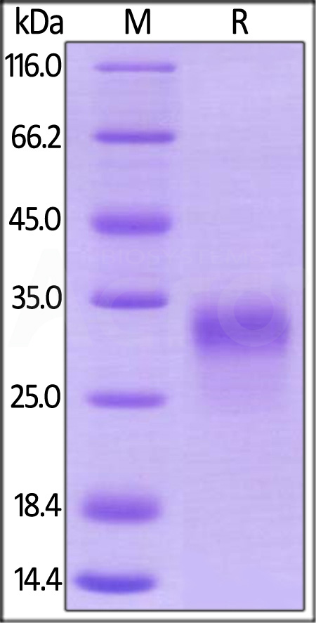 PGF-R52H0-sds