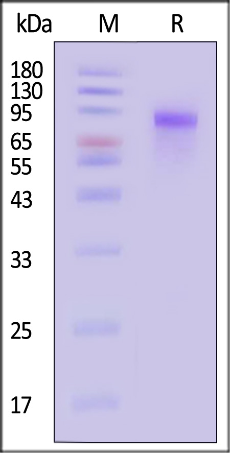 Progranulin SDS-PAGE