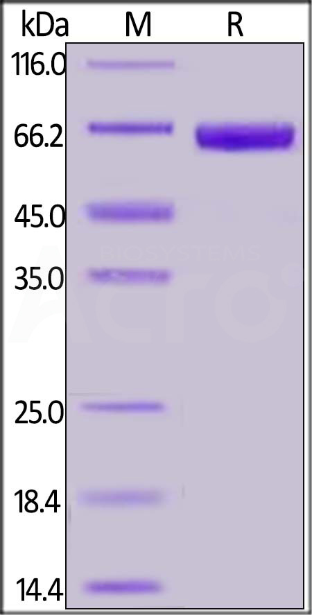 PH20 SDS-PAGE