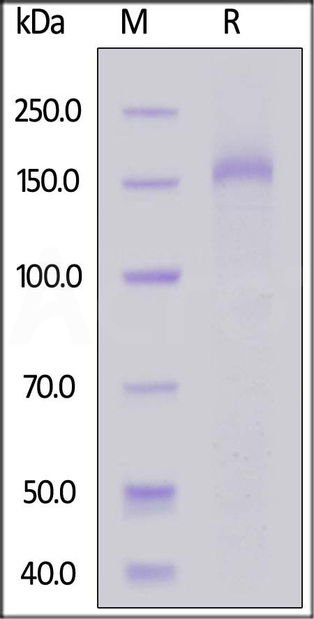 Plexin B2 SDS-PAGE