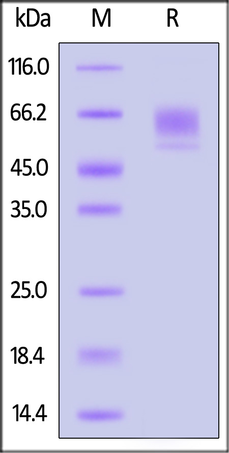 Podoplanin SDS-PAGE