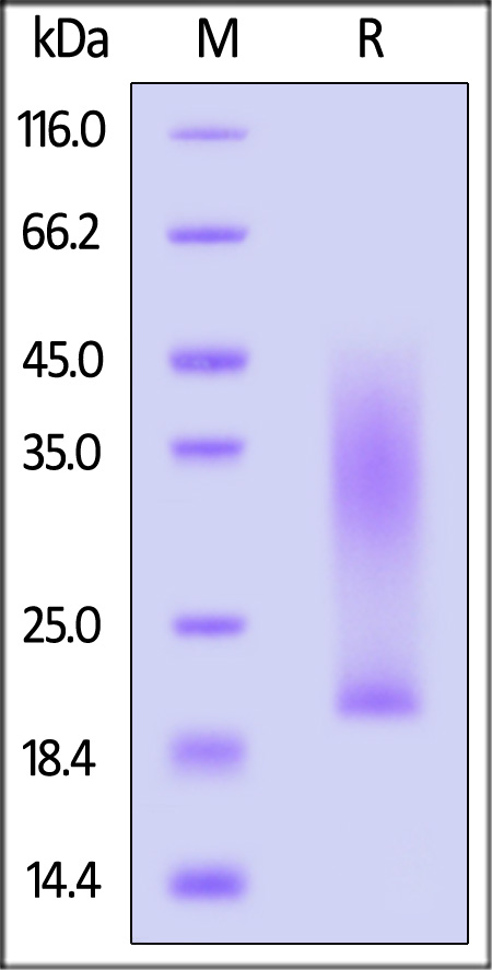 Podoplanin SDS-PAGE