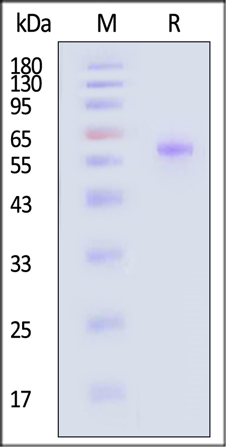 Post-Fusion glycoprotein SDS-PAGE