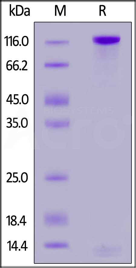 PTPRD SDS-PAGE