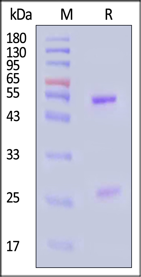 PTX SDS-PAGE