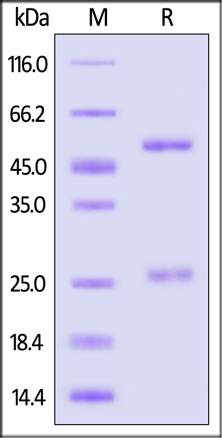 Prefusion glycoprotein F0/pre-F protein (RSV) SDS-PAGE