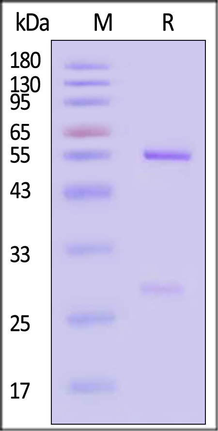 Postfusion glycoprotein F0/post-F protein (RSV) SDS-PAGE