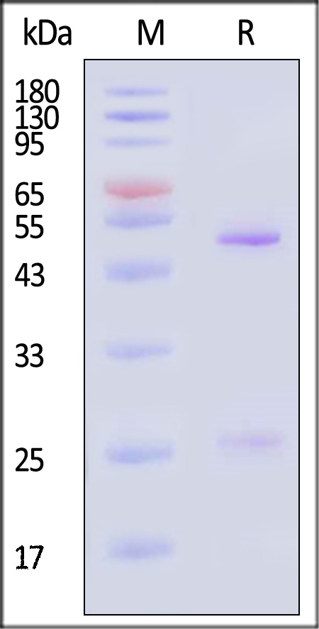 Postfusion glycoprotein F0/post-F protein (RSV) SDS-PAGE